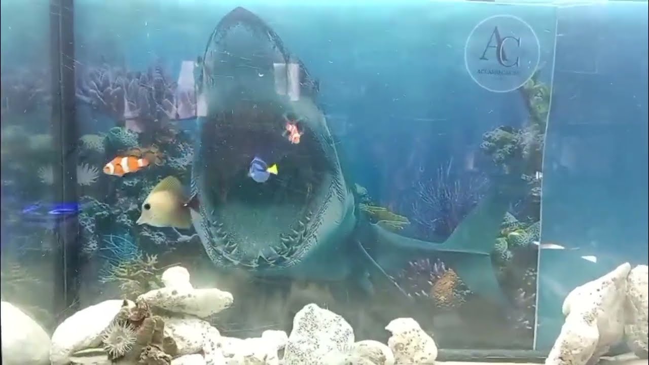 Peces cirujanos en Tuxpan evolución 