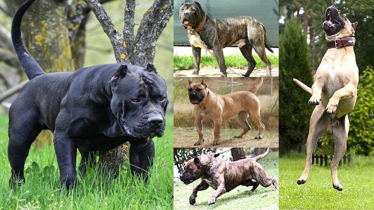 Presa Canario moloso