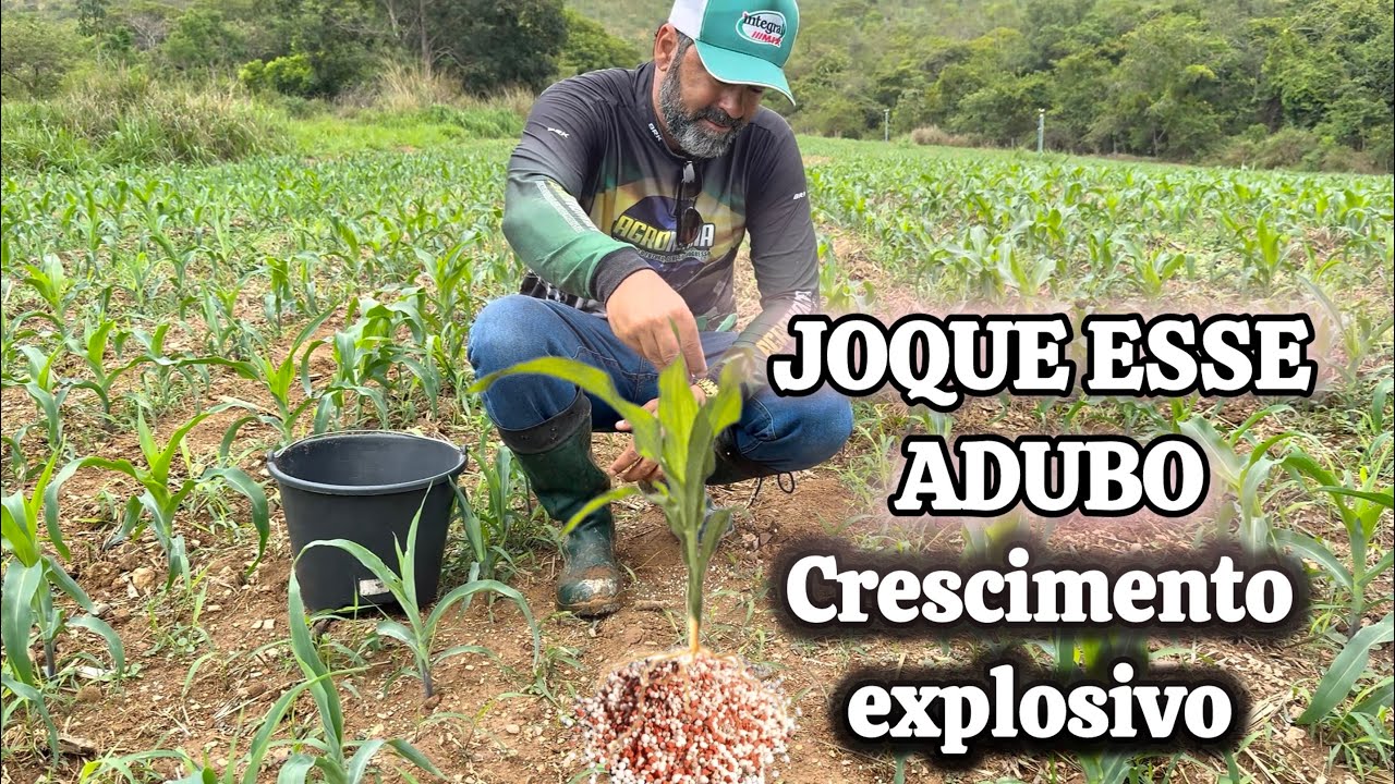 FERTILIZANTE PRINCIPAL DO MILHO :  URÉIA + KCL IMPULSIONA O CRESCIMENTO DAS PLANTAS 