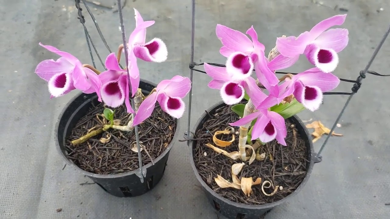 THANH TÚ [ 28/2 ] PHIÊN CUỐI THÁNG BÁN GIÁ RẺ 0943.87.87.02 || PHONG LAN RỪNG