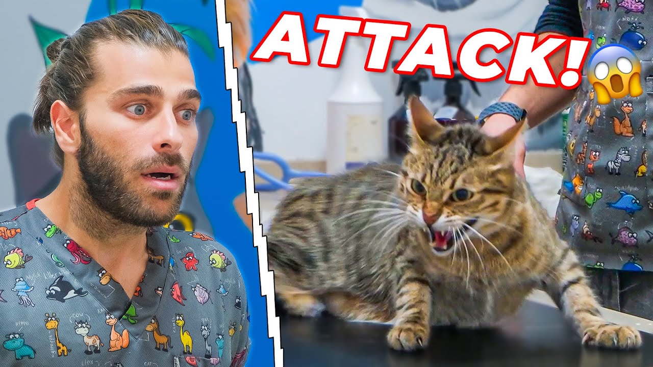 Сильный кот нападает на ветеринара! (Этот кот — ТИГР!)