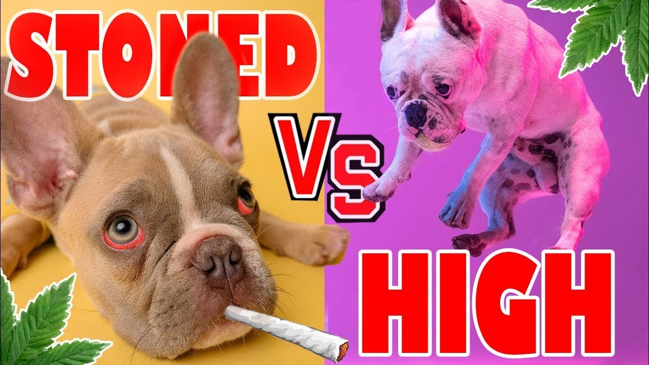 Stoned vs. High - Wie wirkt Cannabis?🤪