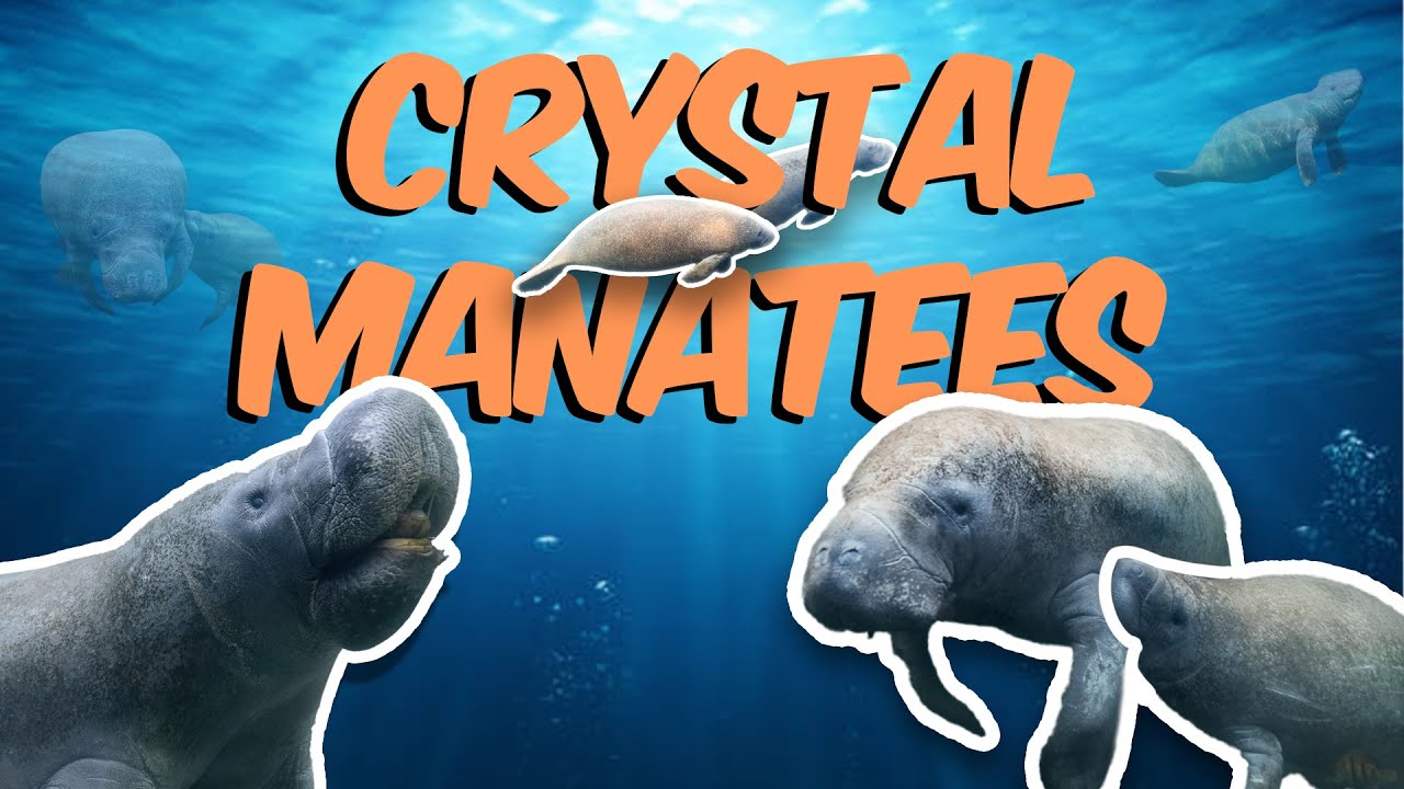 Crystal Manatees - Florida Manatee Wildlife