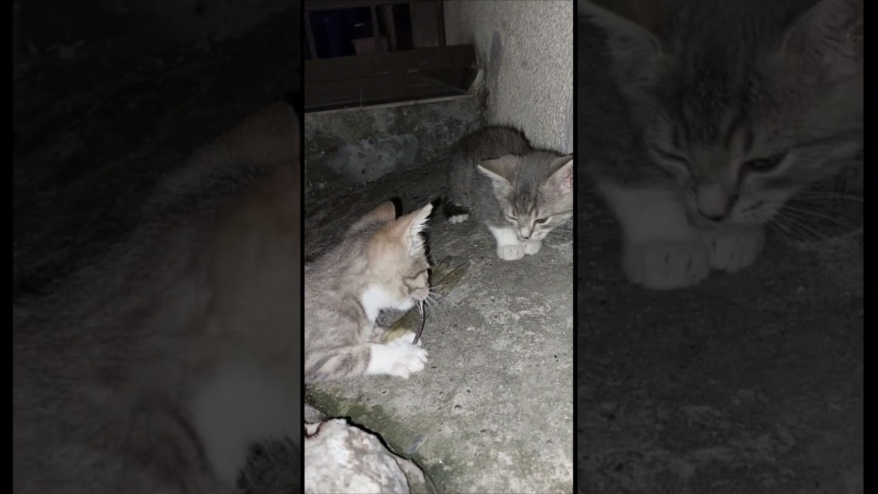 Бабушка-кошка принесла внучкам большую стрекозу. 
