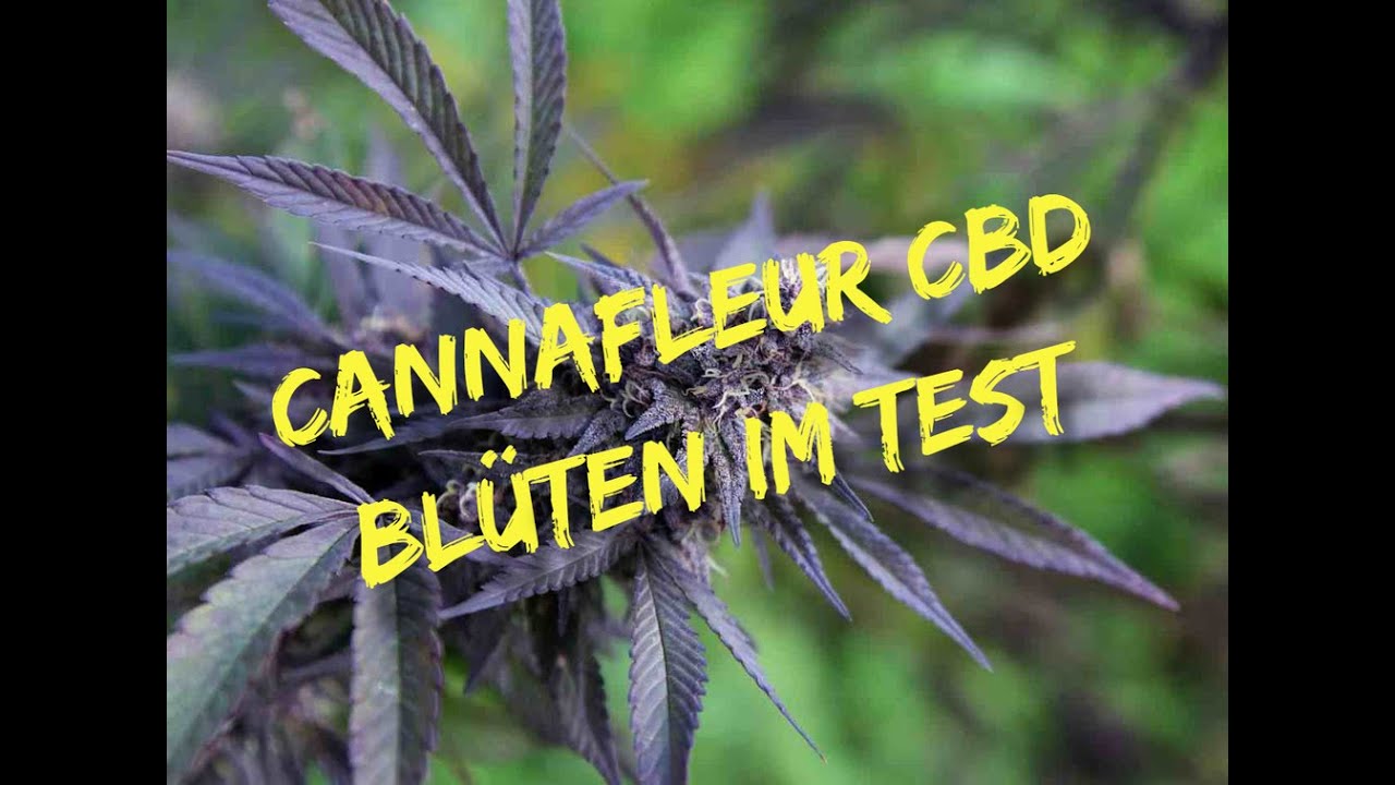 Cannafleur CBD BL&Uuml;TEN IM TEST (Reupload)