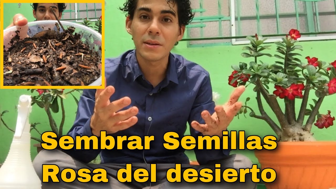 Como Reproducir ROSAS DEL DESIERTO por SEMILLAS