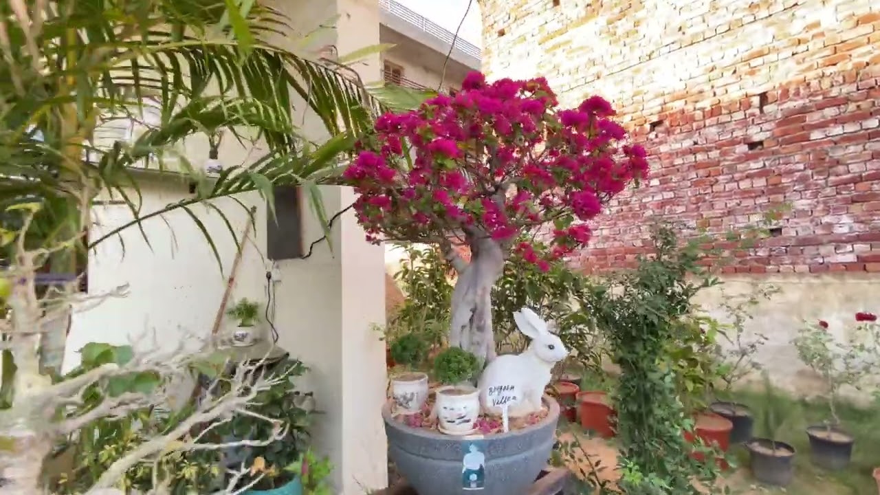 My Nursery New Look & New Plants Add Miya Zaki || BonsaiGardenNursery || Contact Now 👇