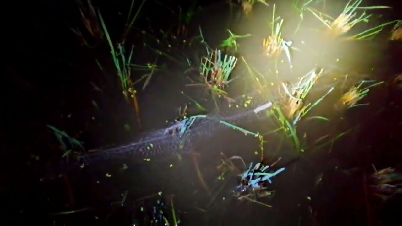 রাতের বেলায় উজান মাছ ধরা!! The Ativity of Catching Fish, Either for Food or as a Sport.