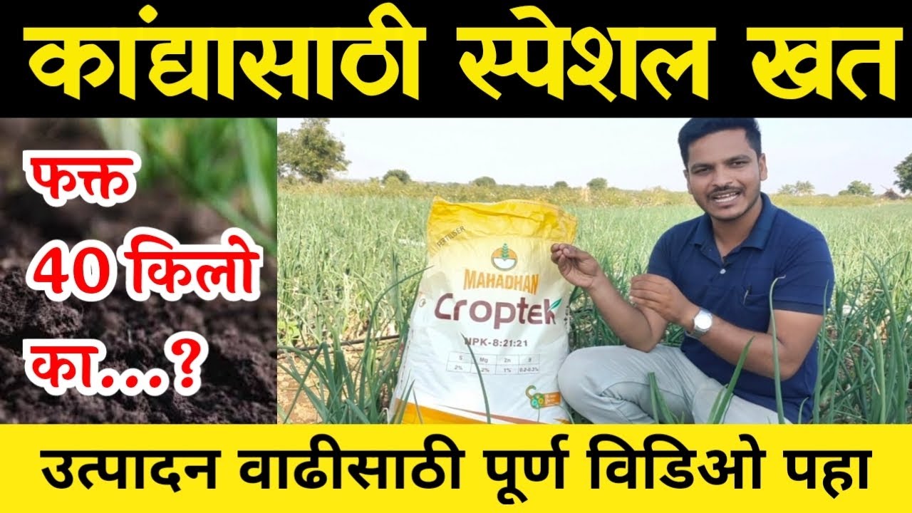 कांद्यासाठी स्पेशल खत व्यवस्थापन आता होणार उत्पादनात वाढ / Kanda khat Niyojan