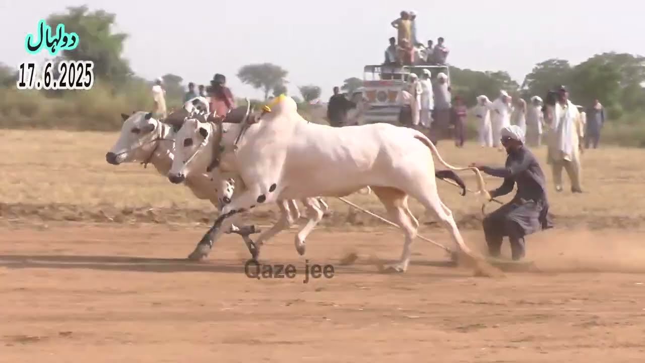 Bull Race Dhulyhal 17.6.2025 | Bull Race In Pakistan |Qazejee