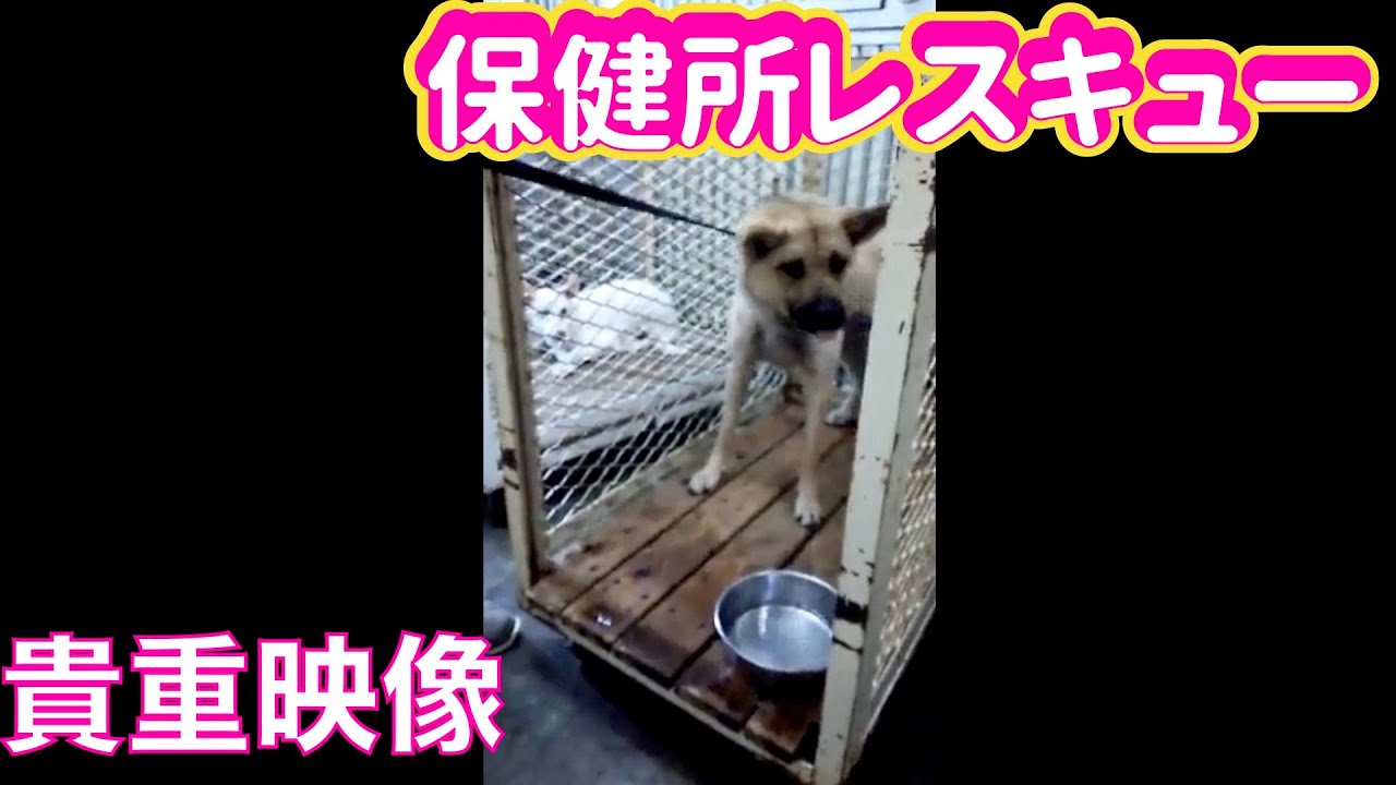【観覧注意】ワサビちゃん保健所引き出し映像‼️