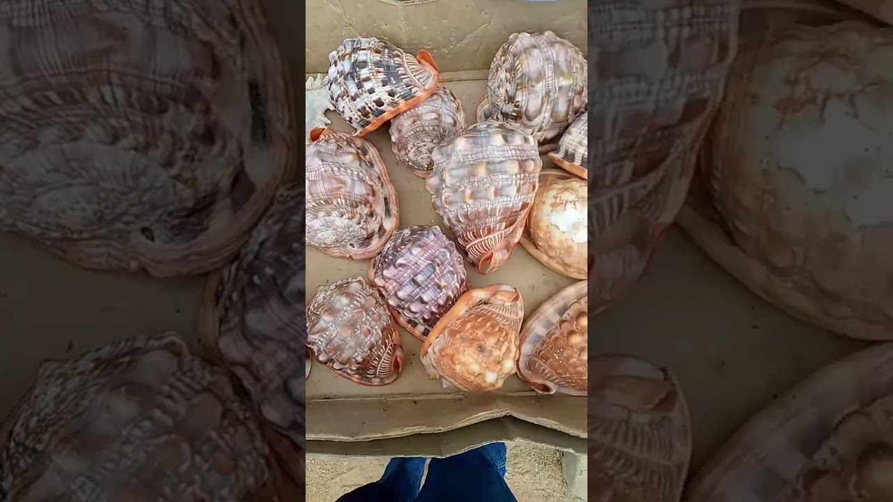 Sea shells at Fort Jesus Kenya Kenya Safaris #kenyasafari #discoverkenya #kenyatours #kenyacoast