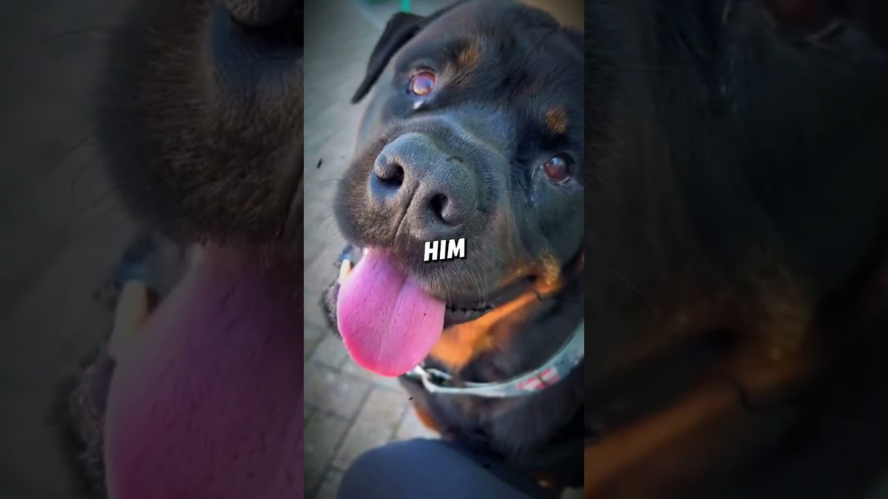 Dog Breaks the Rules to Swim in the Pool 😂💦 | &ldquo;Don&rsquo;t Tell Your Mom!&rdquo;