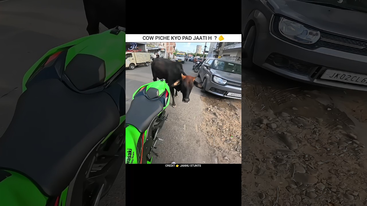 Cow Attack Me 😭 | Jannu Stunts