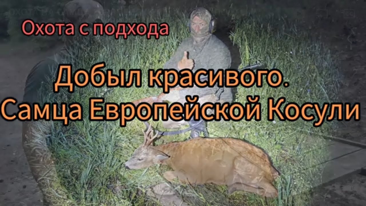 ОХОТА НА САМЦА ЕВРОПЕЙСКОЙ КОСУЛИ, С ПОДХОДА. И МАНОК.#охота#hunting#карабин#природа#трофей#Волчонок