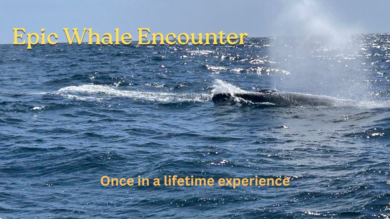 Amazing encounter with whales at sea