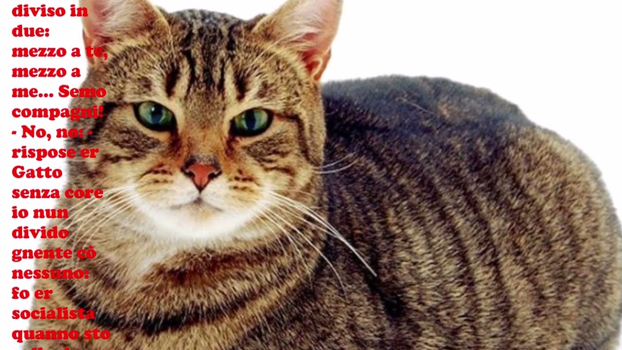 ER GATTO SOCIALISTA di Trilussa - Le videopoesie di Gianni Caputo