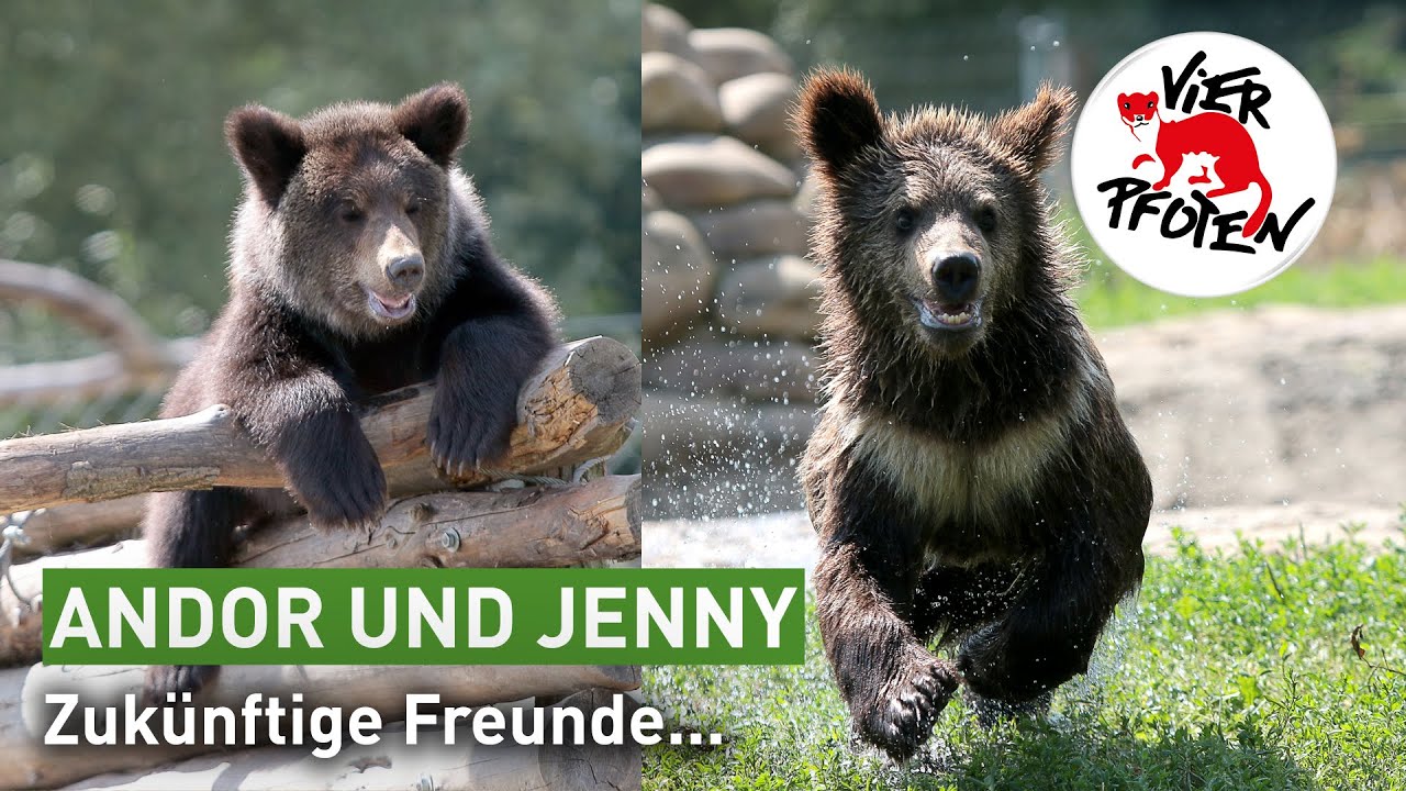 Gesellschaft für Bärenjunge Andor | VIER PFOTEN