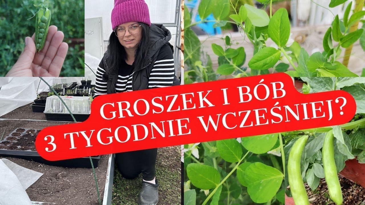 Co siać w marcu? Uprawa groszku cukrowego i uprawa bobu na szybki zbiór.  Ogrodnictwo z Kasia in