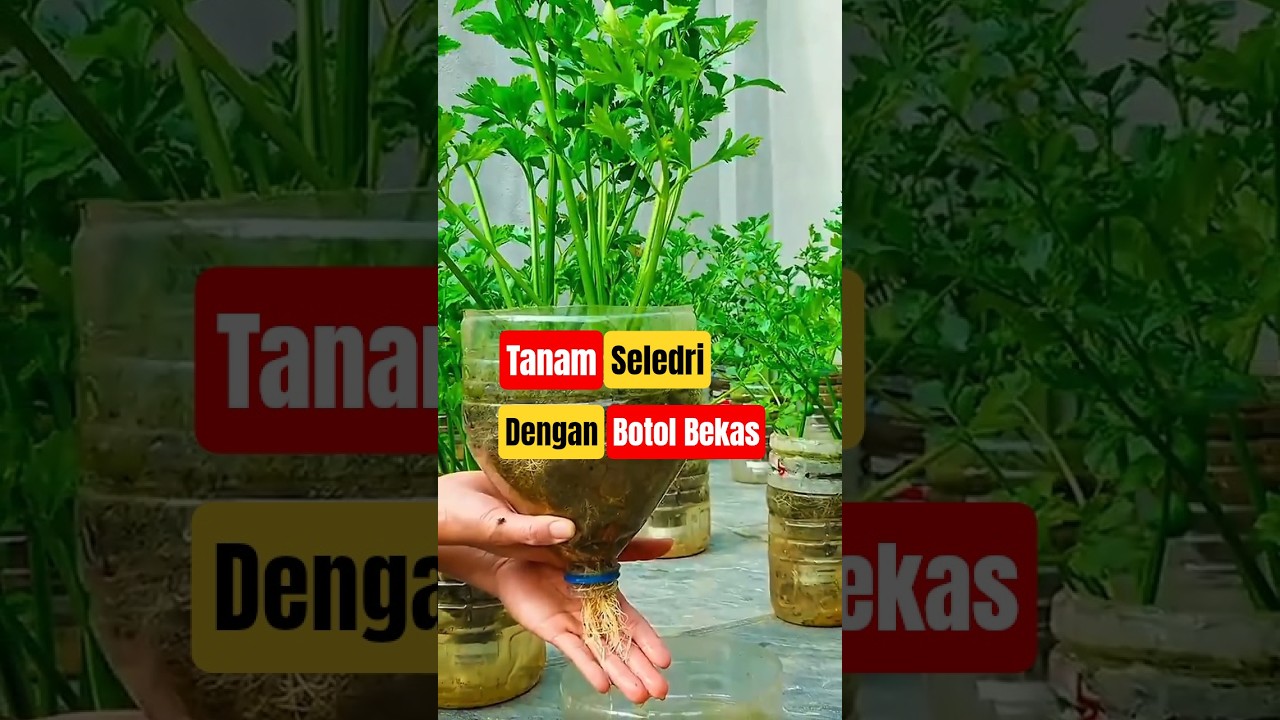 Cara Menanam Seledri Pakai Botol Plastik Bekas #UrbanFarming #Seledri #BerkebunDiRumah #DIYPertanian