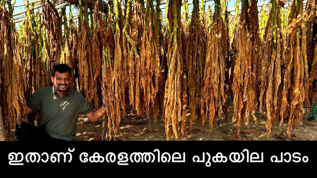 ഇതാണ് കേരളത്തിലെ പുകയില പാടം..😮 Tobacco Farming