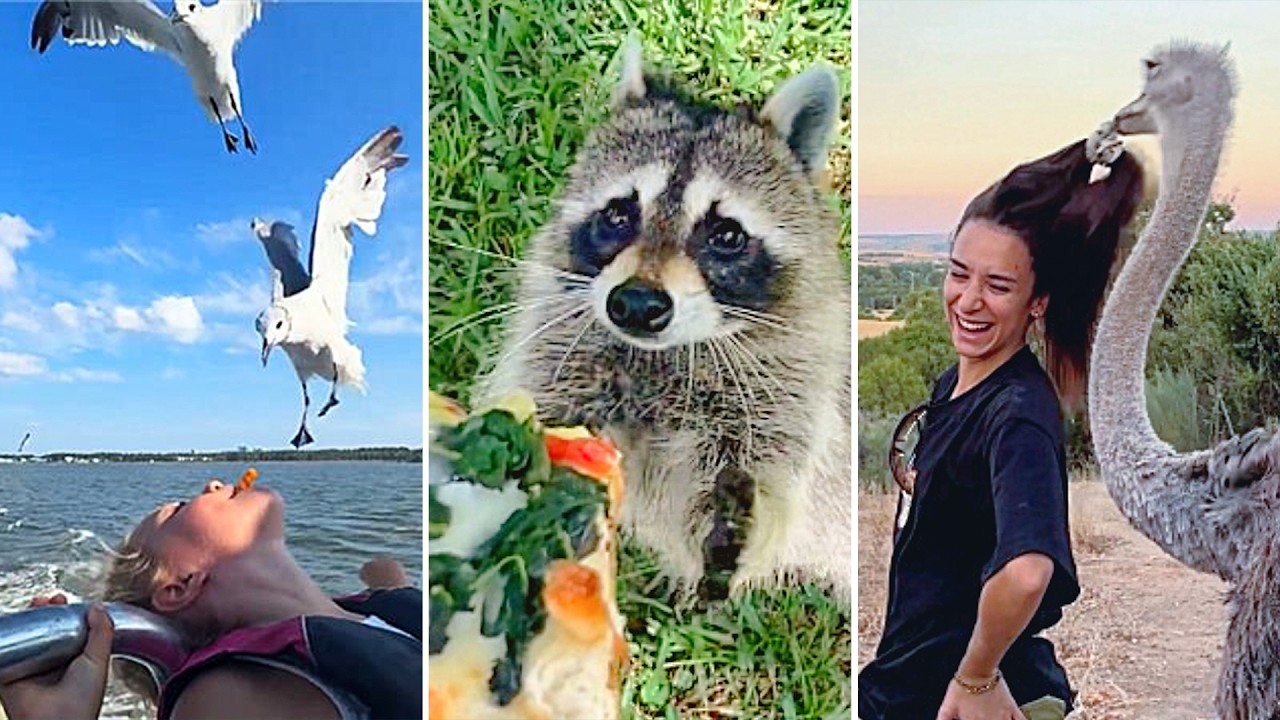 FUNNIEST Animal Videos of the Year 🤣 | January 2026
