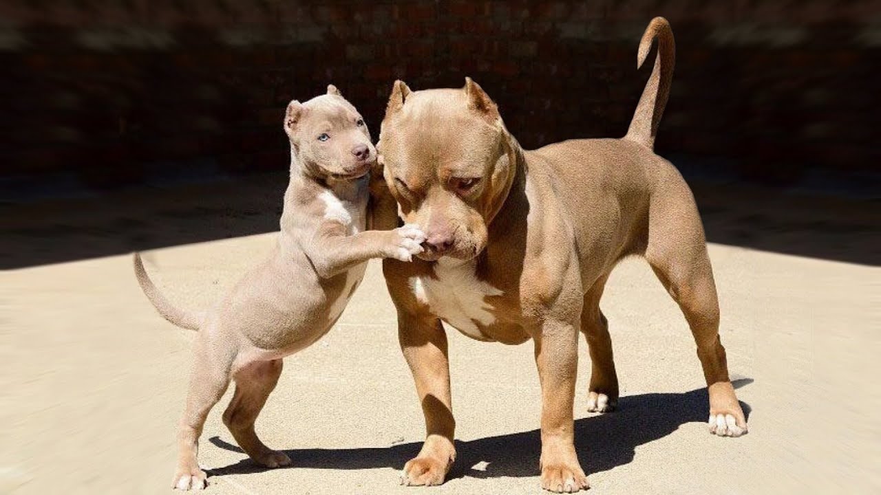 These Are Top 10 Favorite Medium Dog Breeds