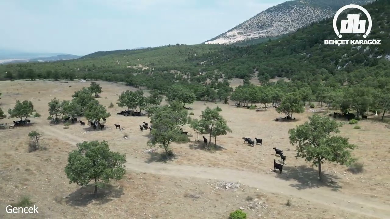 @Cobanlık hayatı Gencek