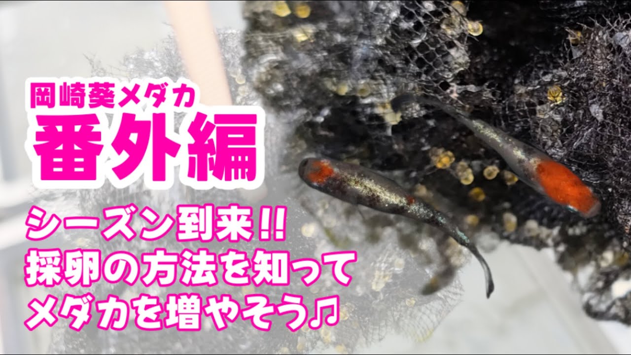 改良メダカを増やそう！メダカの卵はこうして採卵してみよう！