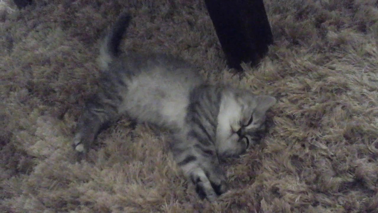Luna lol