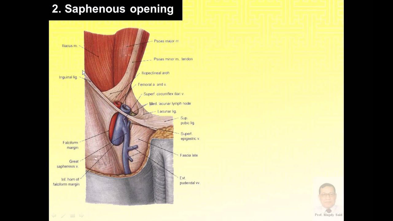 Magdy Said anatomy series,lower limb,deep fascia of the thigh,v1.