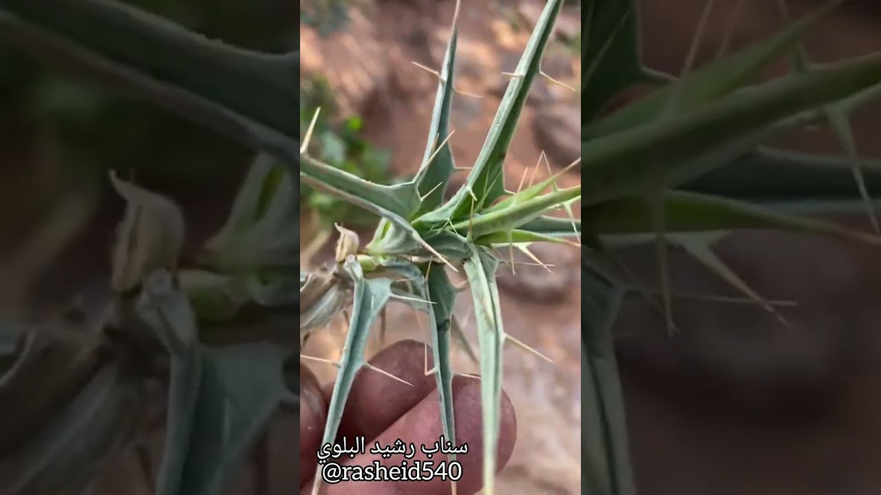 اسماء بعض الاعشاب والنباتات البرية ..الجزء الثاني شرح زعل محمد العرادي البلوي