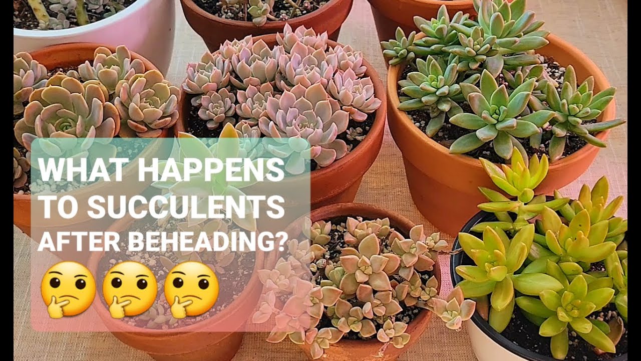 #97 SUCCULENT PROPAGATIONS FROM CUTTINGS AND BEHEADINGS UPDATE!