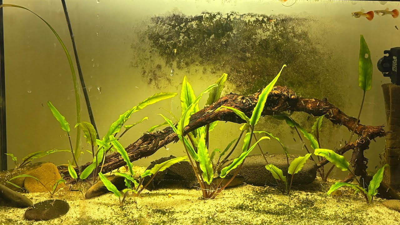 Am făcut hardscape într-un acvariu!