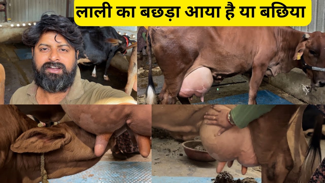 लाली का बछड़ा आया है या बछिया || Has Lali's calf been born or a heifer?