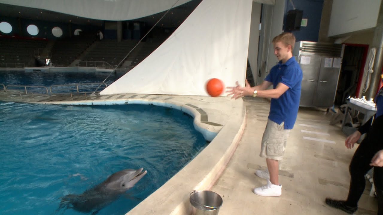 Dolphin Encounter at the National Aquarium