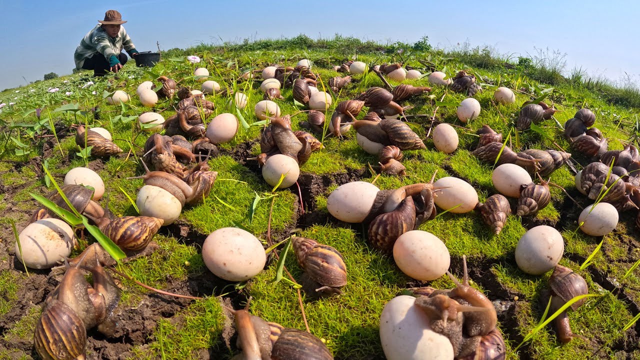 I Found a Field of Giant Snail Eggs! (Unbelievable Discovery)