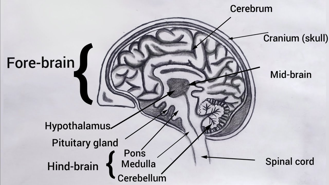 How to Draw Human Brain Diagram step by step || Human Brain Diagram for beginners 