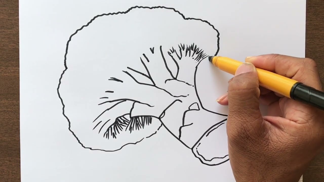 How to Draw Broccoli