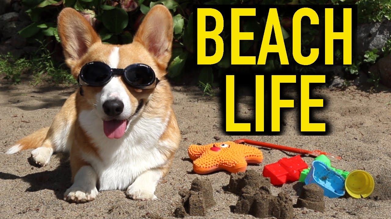 BEACH LIFE - Topi the Corgi
