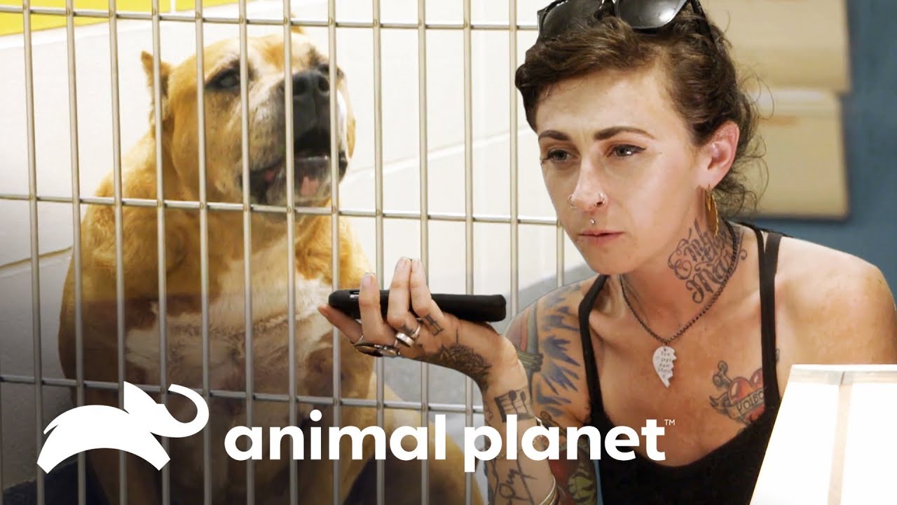 Cadela é abandonada por família que a adotou | Pit bulls e condenados | Animal Planet Brasil