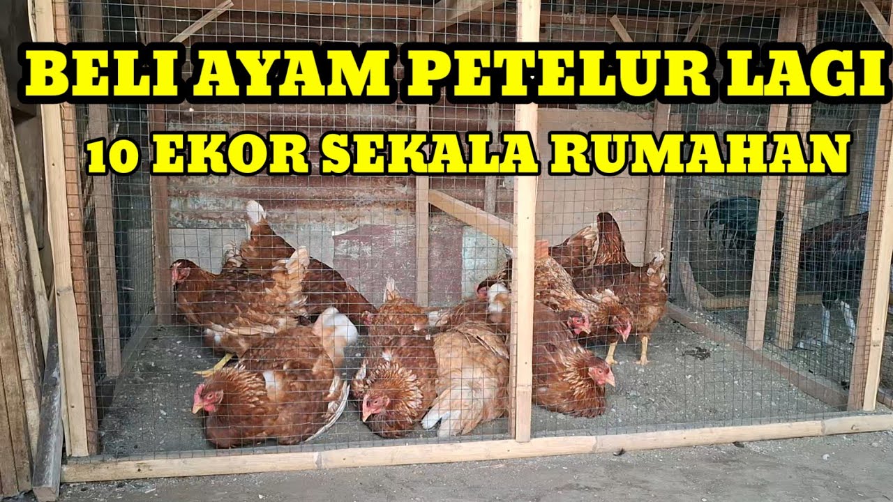 AYAM PETELUR 11 EKOR SEKALA RUMAHAN SEMI UMBARAN