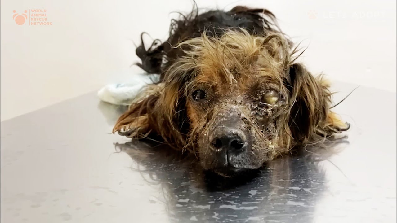 This Precious Dog Was Neglected All Its Life and Dumped at Dog Pound