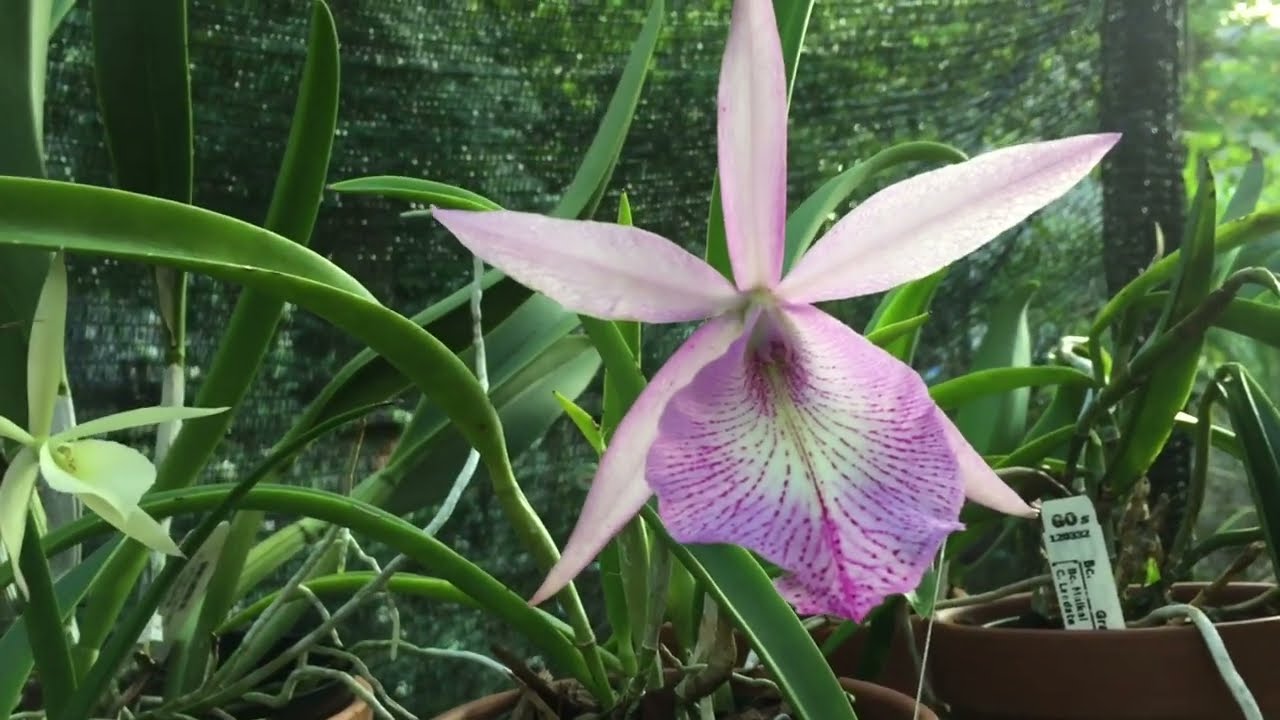 BC. Wonder Star Jungle Elf