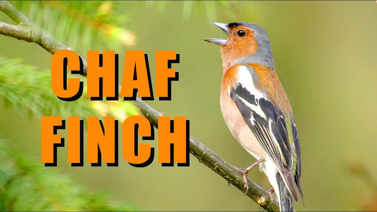 Bird sounds - CHAFFINCH singing