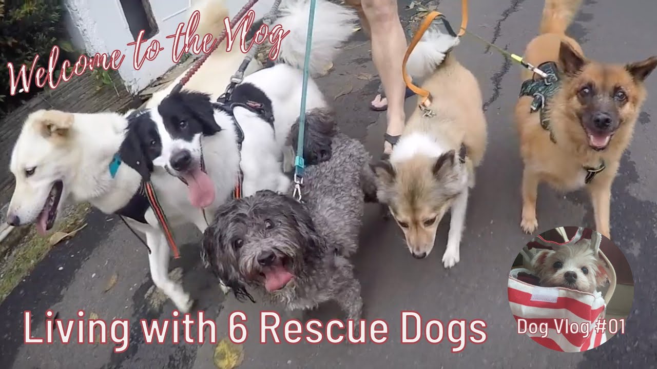 Living with 6 Rescue Dogs #rescuedogs #dogwalking
