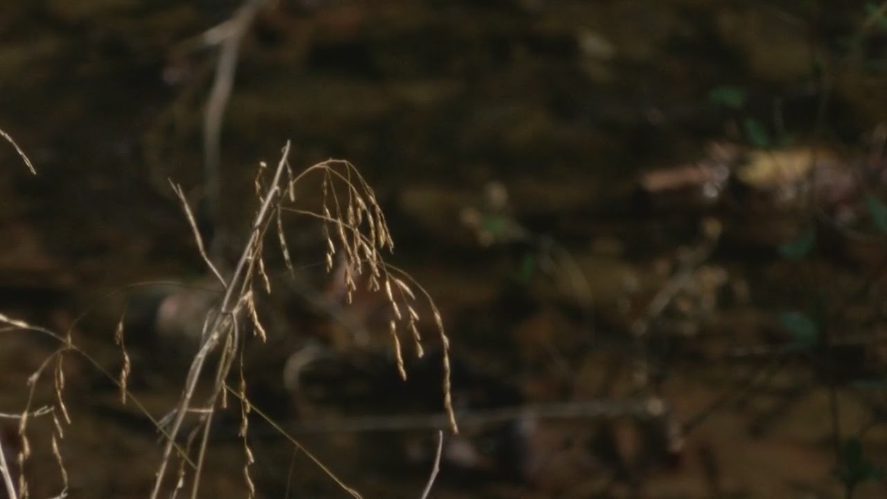 Dry weather starting to effect agriculture