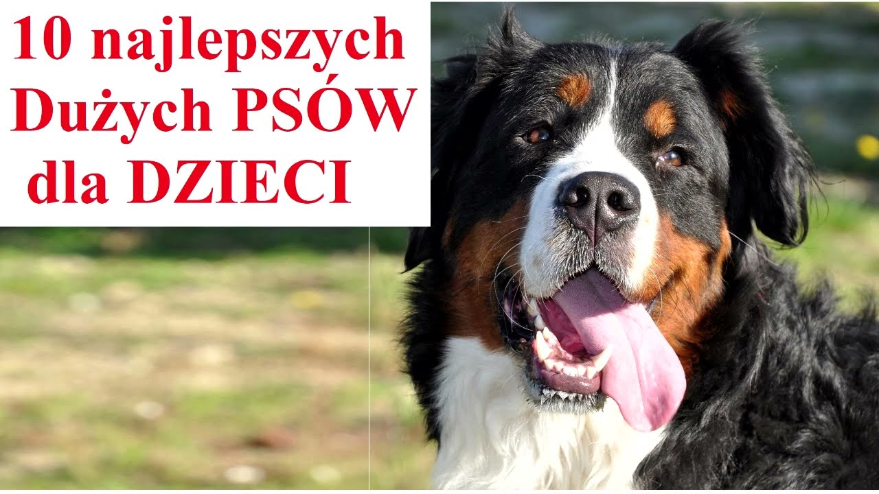 10 najlepszych DUŻYCH Psów dla DZIECI