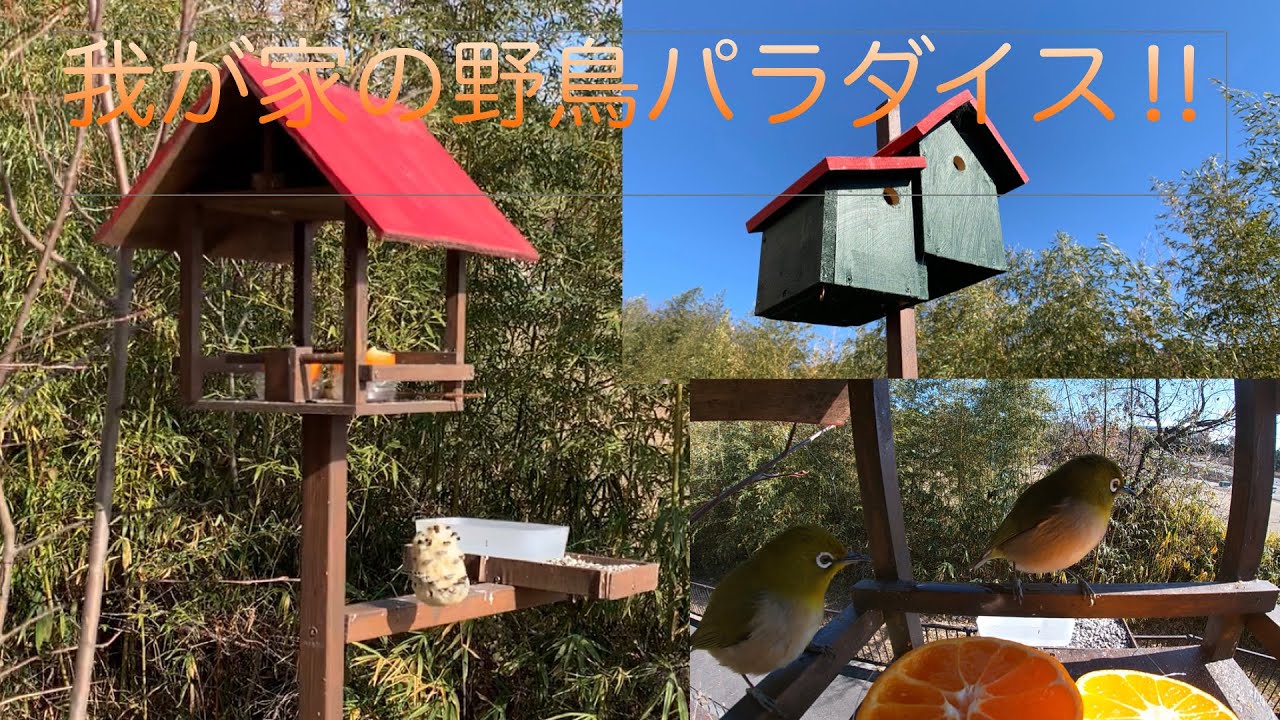 野鳥の餌台と巣箱
