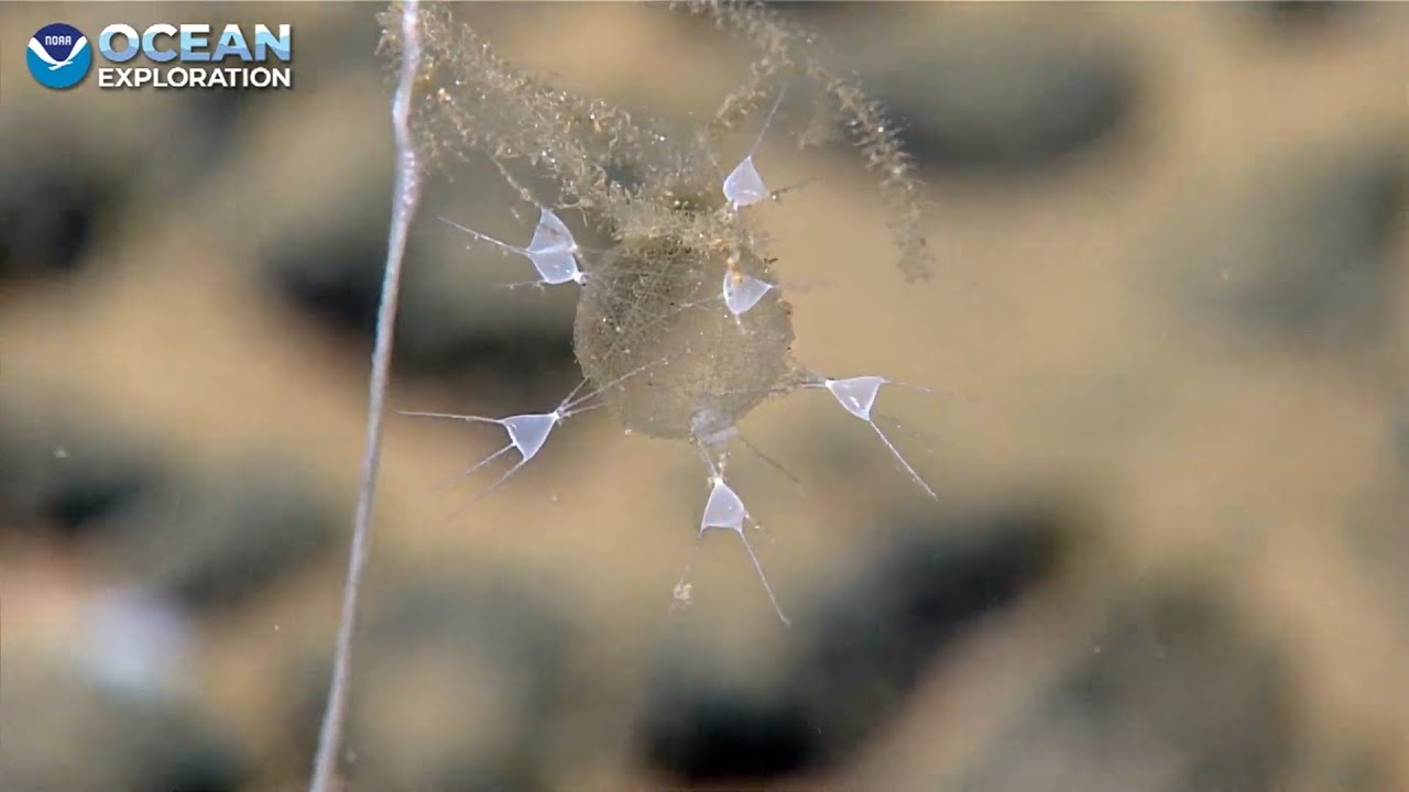 EX2503 Dive 02 Murray Fracture Zone Apr 12 2025
